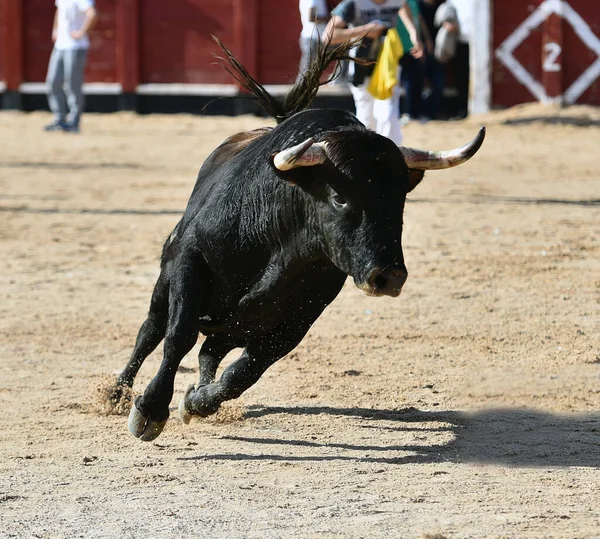 Touro Preto Espanhol Com Chifres Grandes Espetáculo Tourada — Fotografia de Stock