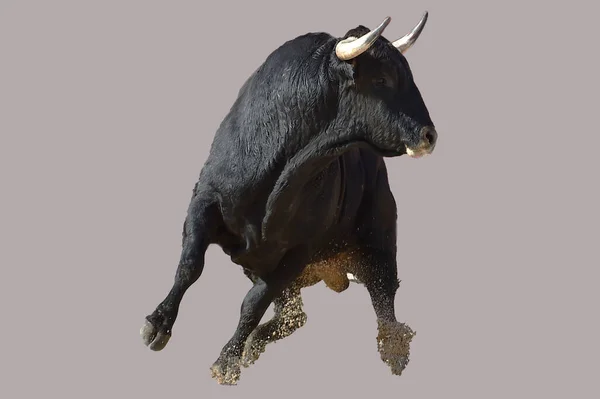 Toro Negro Español Con Cuernos Grandes Espectáculo Corridas Toros —  Fotos de Stock