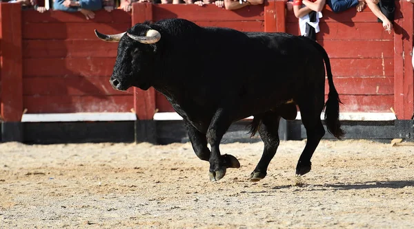 Touro Preto Espanhol Com Chifres Grandes Espetáculo Tourada — Fotografia de Stock