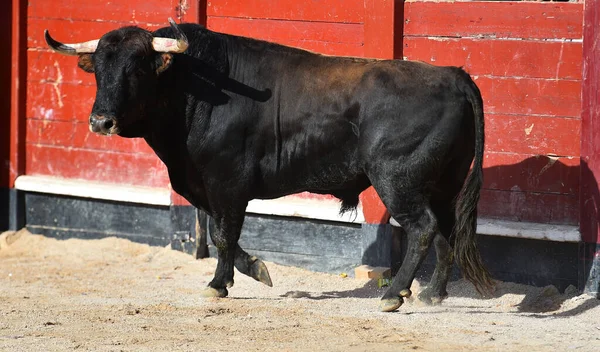 Ισπανός Μαύρος Ταύρος Μεγάλα Κέρατα Ένα Θέαμα Ταυρομαχίας — Φωτογραφία Αρχείου