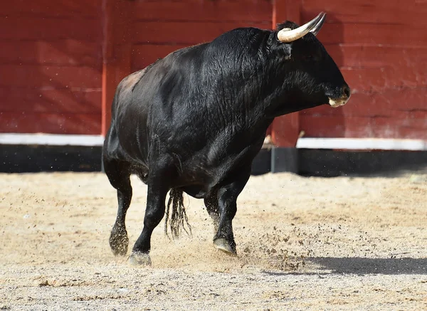 Spagnolo Toro Nero Con Grandi Corna Uno Spettacolo Corrida — Foto Stock