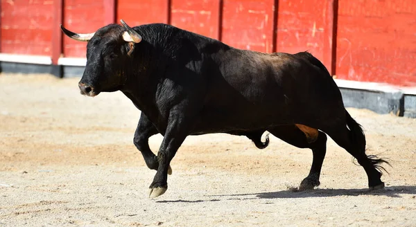 Boğa Güreşinde Büyük Boynuzlu Spanyol Siyah Boğası — Stok fotoğraf