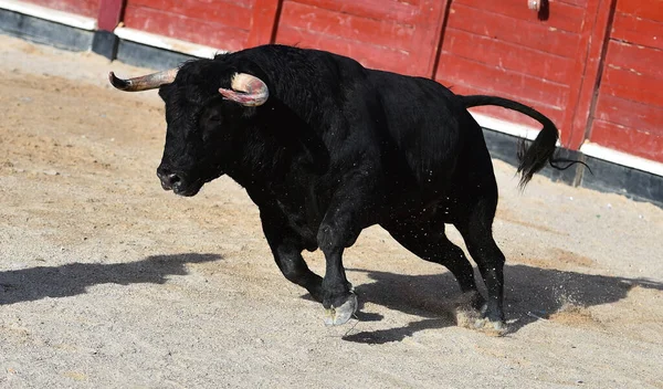 Toro Negro Español Con Cuernos Grandes Espectáculo Corridas Toros — Foto de Stock