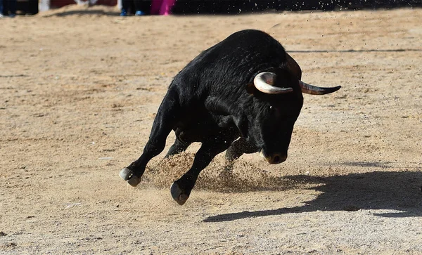 闘牛の光景の中に大きな角を持つスペインの黒牛 — ストック写真