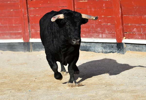 Spanish Black Bull Big Horns Spectacle Bullfight — Stock Photo, Image