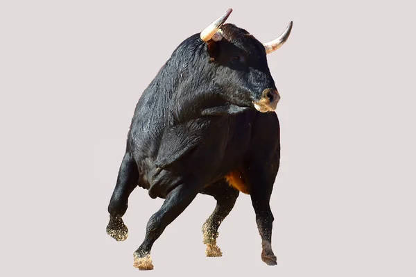 Toro Negro Español Con Cuernos Grandes Espectáculo Corridas Toros — Foto de Stock
