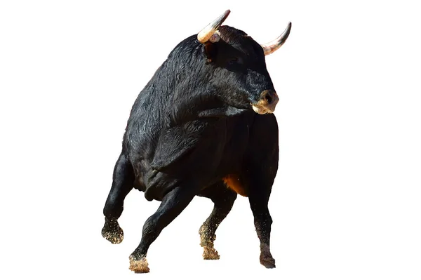 Toro Negro Español Con Cuernos Grandes Espectáculo Corridas Toros — Foto de Stock