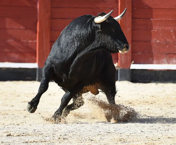 Boğa Güreşinde Büyük Boynuzlu Spanyol Siyah Boğası — Stok fotoğraf