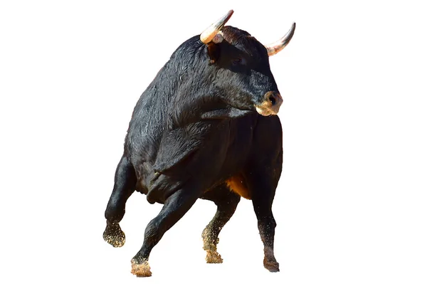 Toro Negro Español Con Cuernos Grandes Espectáculo Corridas Toros — Foto de Stock