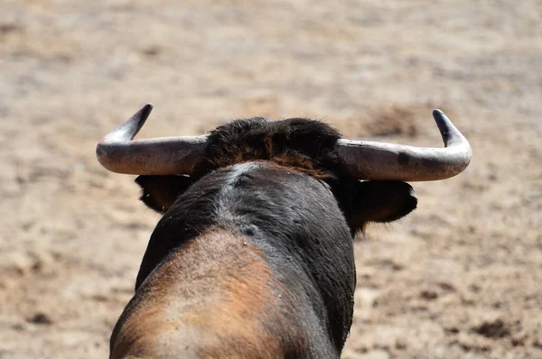 Toro Español Con Cuernos Grandes Corriendo Espectáculo Español Corridas Toros — Foto de Stock