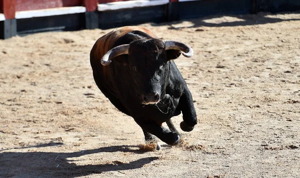 Spaanse Stier Met Grote Hoorns Het Spaanse Spektakel Van Stierenvechten — Stockfoto