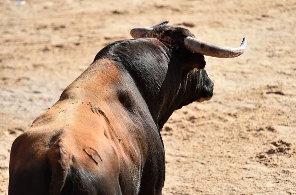 Taureau Espagnol Avec Grandes Cornes Courant Sur Spectacle Espagnol Corrida — Photo