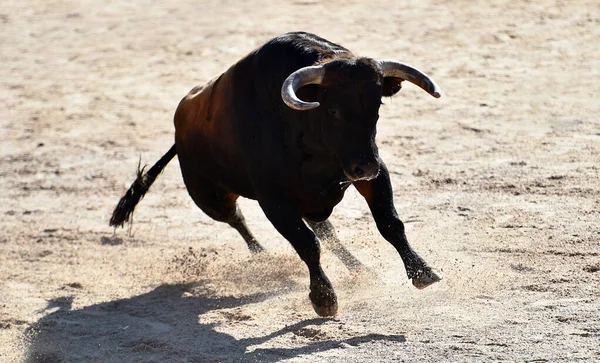 Touro Espanhol Com Grandes Chifres Correndo Sobre Espetáculo Espanhol Tourada — Fotografia de Stock