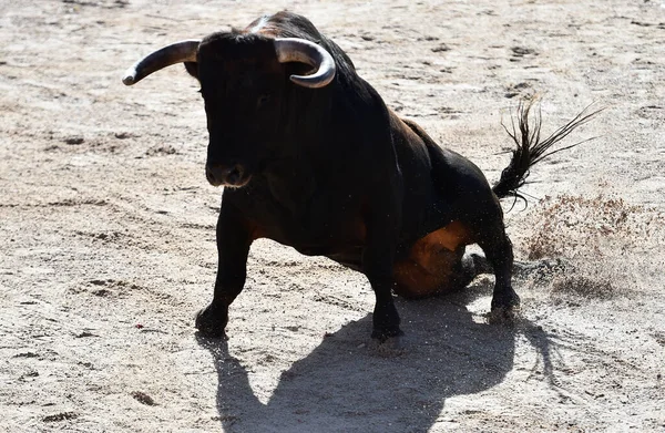 在斗牛的西班牙奇观上 长着大角的西班牙公牛在奔跑 — 图库照片