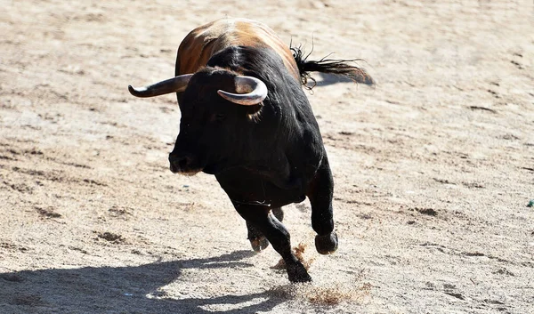在斗牛的西班牙奇观上 长着大角的西班牙公牛在奔跑 — 图库照片