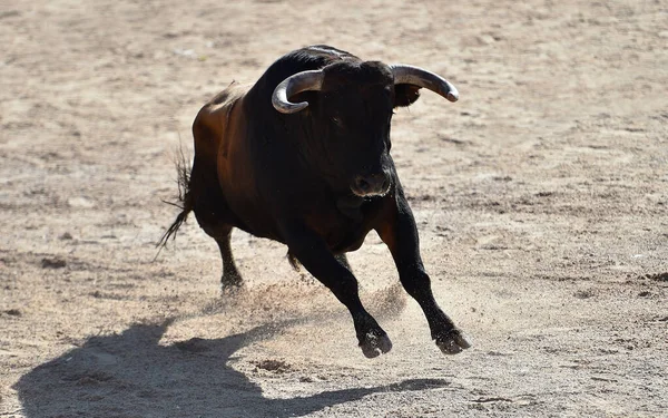 Büyük Boynuzlu Spanyol Boğası Boğa Güreşinin Spanyol Gösterisinde Koşuyor — Stok fotoğraf