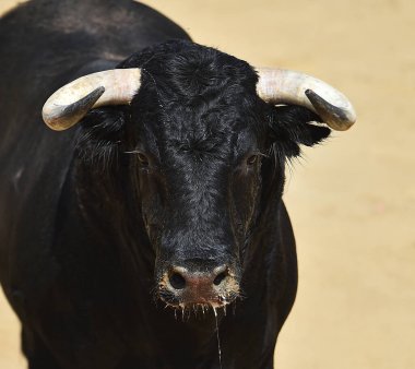 İspanya 'da boynuzlu İspanyol boğası