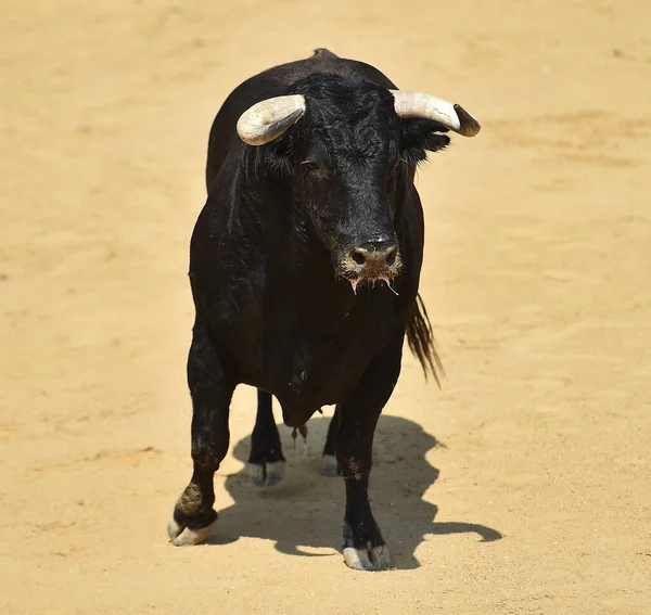 Spagnolo Toro Con Grandi Corna Sulla Spagna — Foto Stock