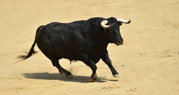 Spanska Tjur Med Stora Horn Spanien — Stockfoto