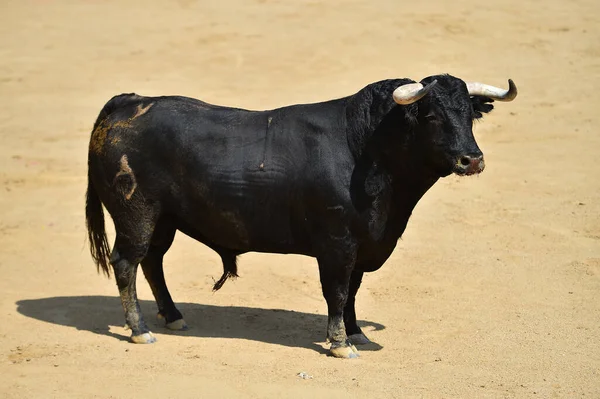 Spanischer Stier Mit Großen Hörnern Auf Spanisch — Stockfoto