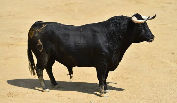 Spanyol Bika Nagy Szarvakkal Spanyolországban — Stock Fotó