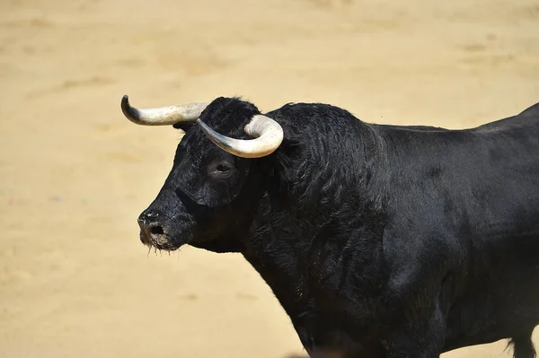 Spanska Tjur Med Stora Horn Spanien — Stockfoto