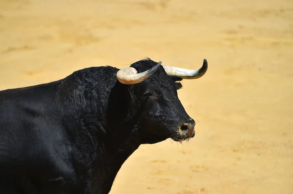 Spanska Tjur Med Stora Horn Spanien — Stockfoto