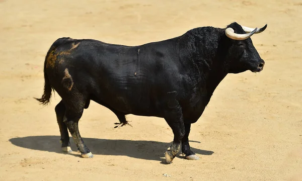 Taureau Espagnol Avec Grandes Cornes Sur Espagne — Photo