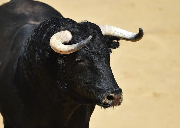 Spanischer Stier Mit Großen Hörnern Auf Spanisch — Stockfoto
