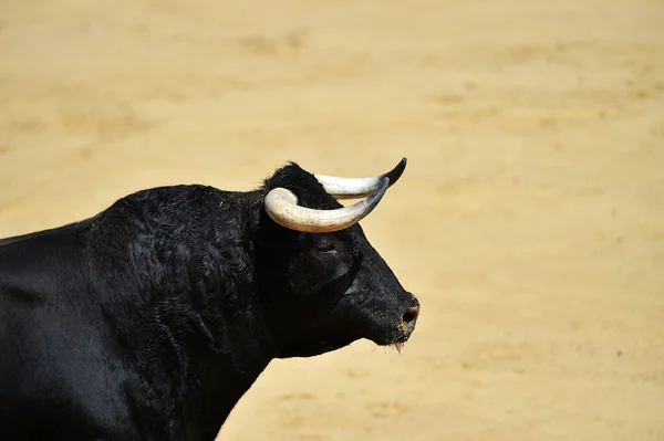 Taureau Espagnol Avec Grandes Cornes Sur Espagne — Photo