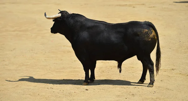 Toro Español Con Cuernos Grandes España — Foto de Stock