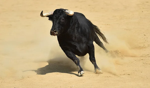 西班牙公牛 长着大角 长着西班牙面的西班牙面 — 图库照片