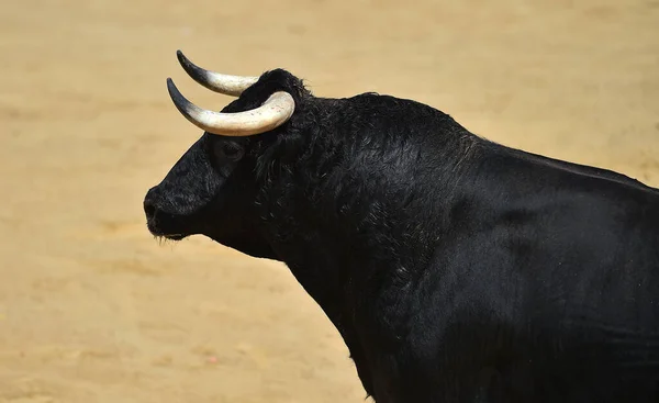 Taureau Espagnol Avec Grandes Cornes Sur Espagne — Photo