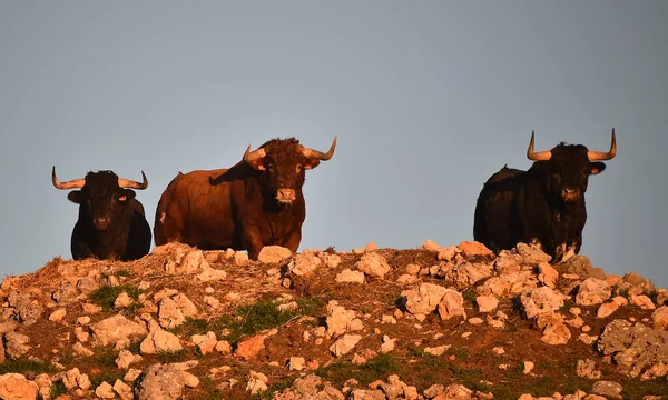 Spanish Big Bull Spanish Spectacle Bullfight — Stock Photo, Image