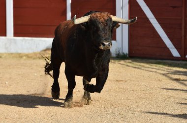 İspanyol boğa güreşi gösterisinde büyük boğa 
