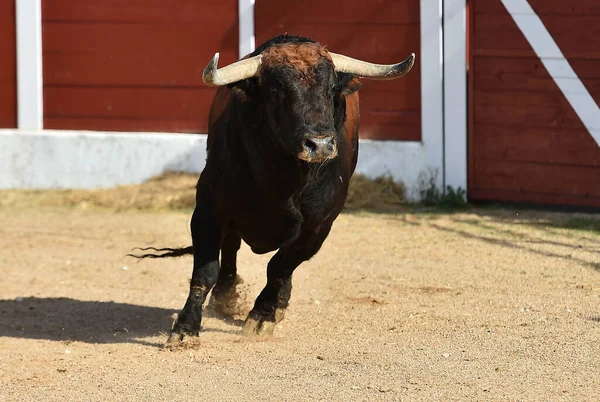 Großer Stier Auf Dem Spanischen Stierkampf Spektakel — Stockfoto