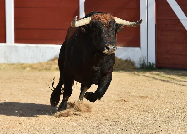 Spanish Big Bull Spanish Spectacle Bullfight — Stock Photo, Image