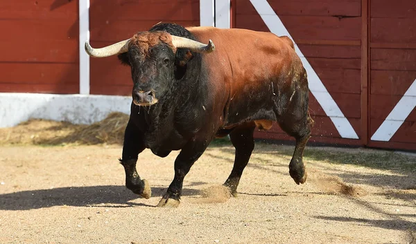 Grand Taureau Espagnol Sur Spectacle Espagnol Corrida — Photo