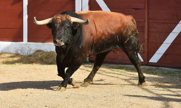 Grand Taureau Espagnol Sur Spectacle Espagnol Corrida — Photo