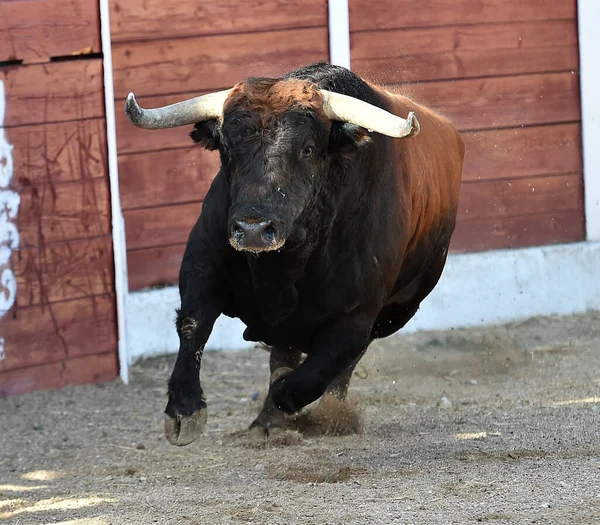 Spagnolo Grande Toro Sullo Spettacolo Spagnolo Corrida — Foto Stock