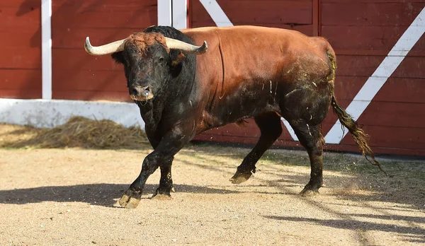 Grand Taureau Espagnol Sur Spectacle Espagnol Corrida — Photo