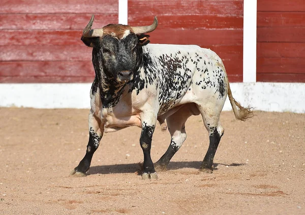 스페인어로 말하는 투우의 광경에서 커다란 황소를 버리라 — 스톡 사진