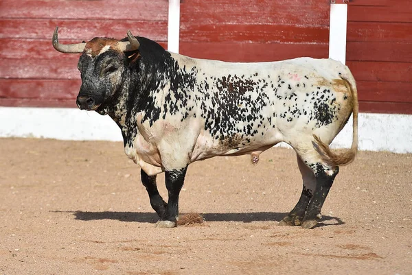 Spanyol Boğa Güreşi Gösterisinde Büyük Boğa — Stok fotoğraf