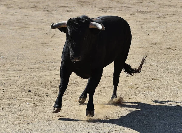 Spagnolo Toro Nero Con Grandi Corna Esecuzione Sul Bullring Spagnolo — Foto Stock