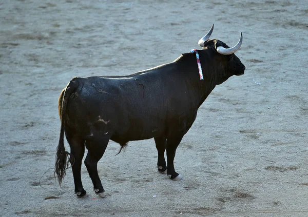 Toro Negro Español Con Cuernos Grandes Corriendo Plaza Toros Española —  Fotos de Stock