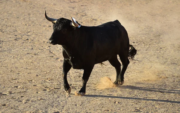 Spanish Black Bull Big Horns Running Spanish Bullring — Stock Photo, Image