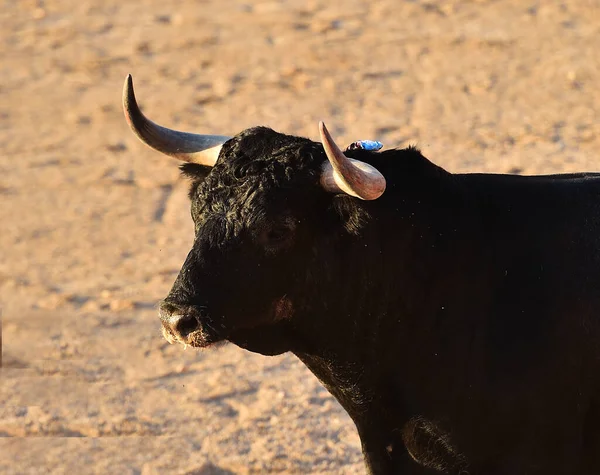 Toro Negro Español Con Cuernos Grandes Corriendo Plaza Toros Española —  Fotos de Stock