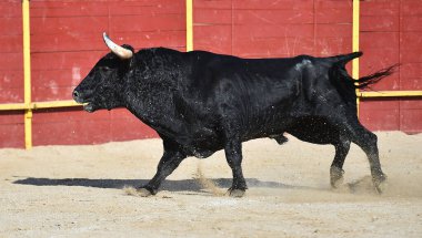 İspanya 'daki geleneksel boğa güreşi gösterisinde boynuzları olan siyah güçlü boğa.