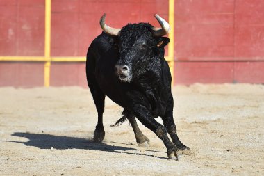 İspanya 'daki geleneksel boğa güreşi gösterisinde boynuzları olan siyah güçlü boğa.