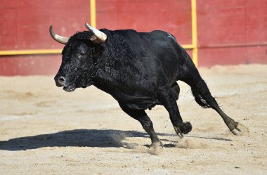 İspanya 'daki geleneksel boğa güreşi gösterisinde boynuzları olan siyah güçlü boğa.